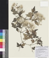 藏品(梨山小蓑衣藤)的圖片